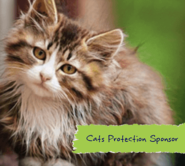 sponsor cat